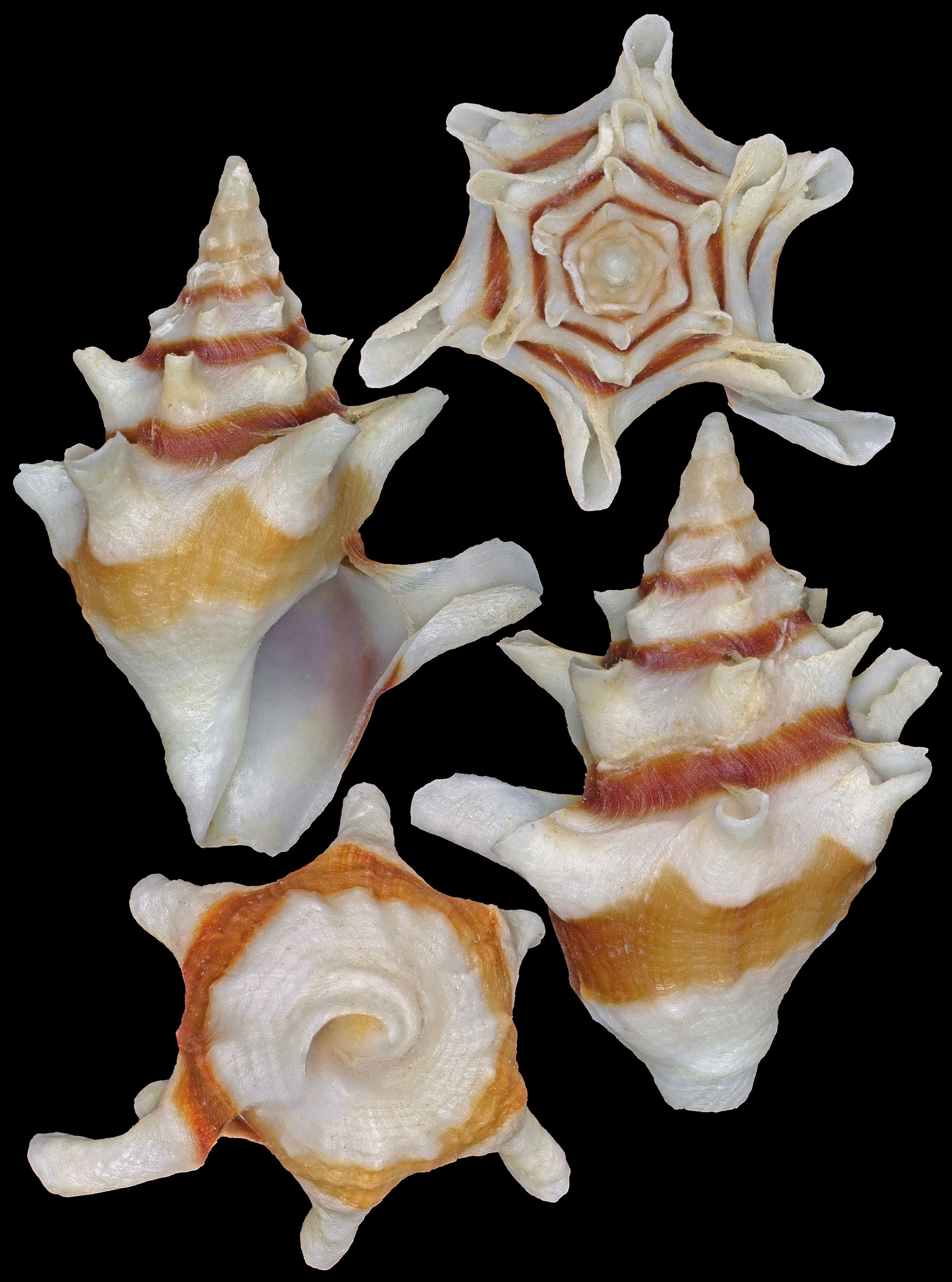 The Chong Chen Archives | Conchology