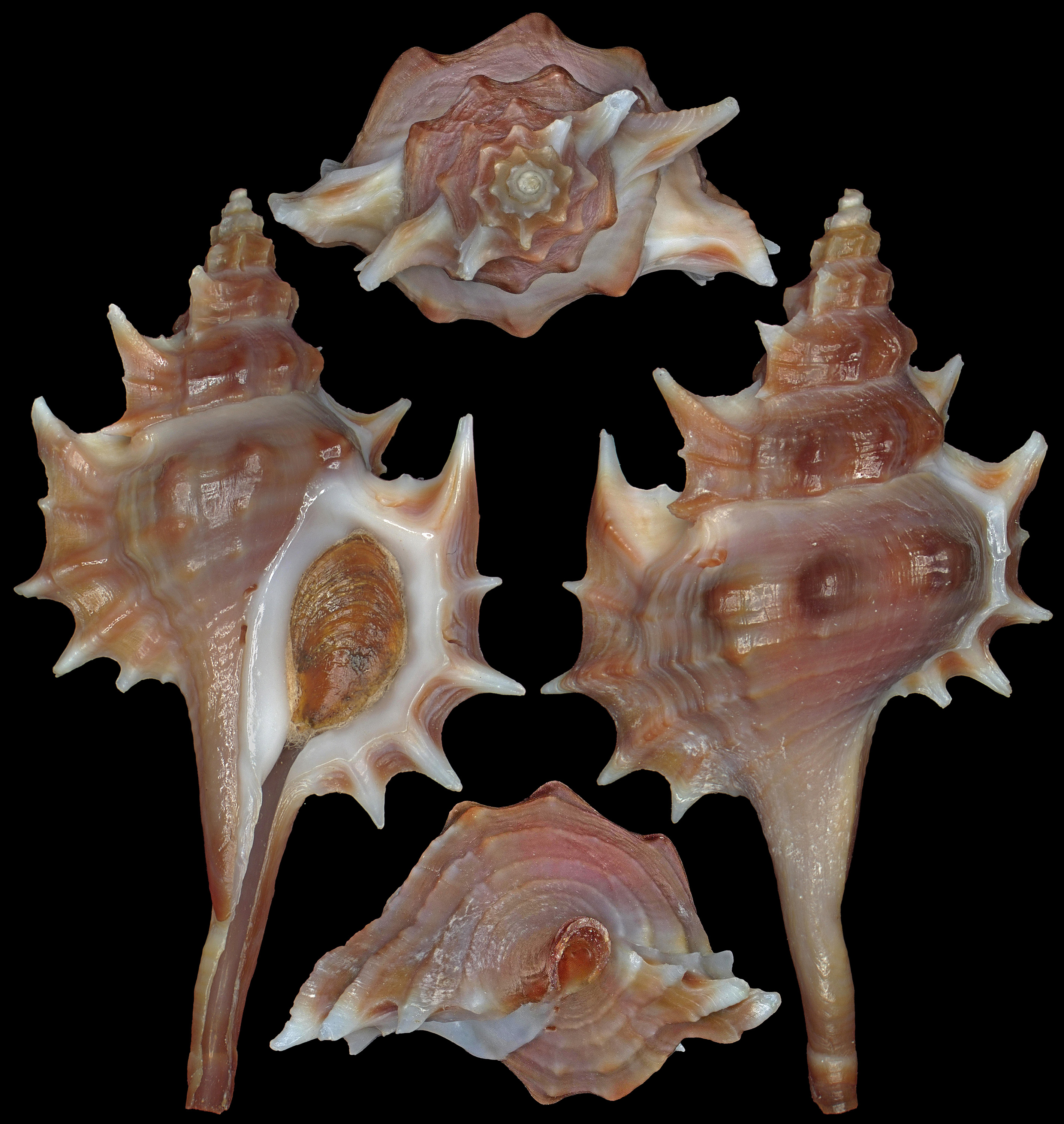 The Chong Chen Archives | Conchology