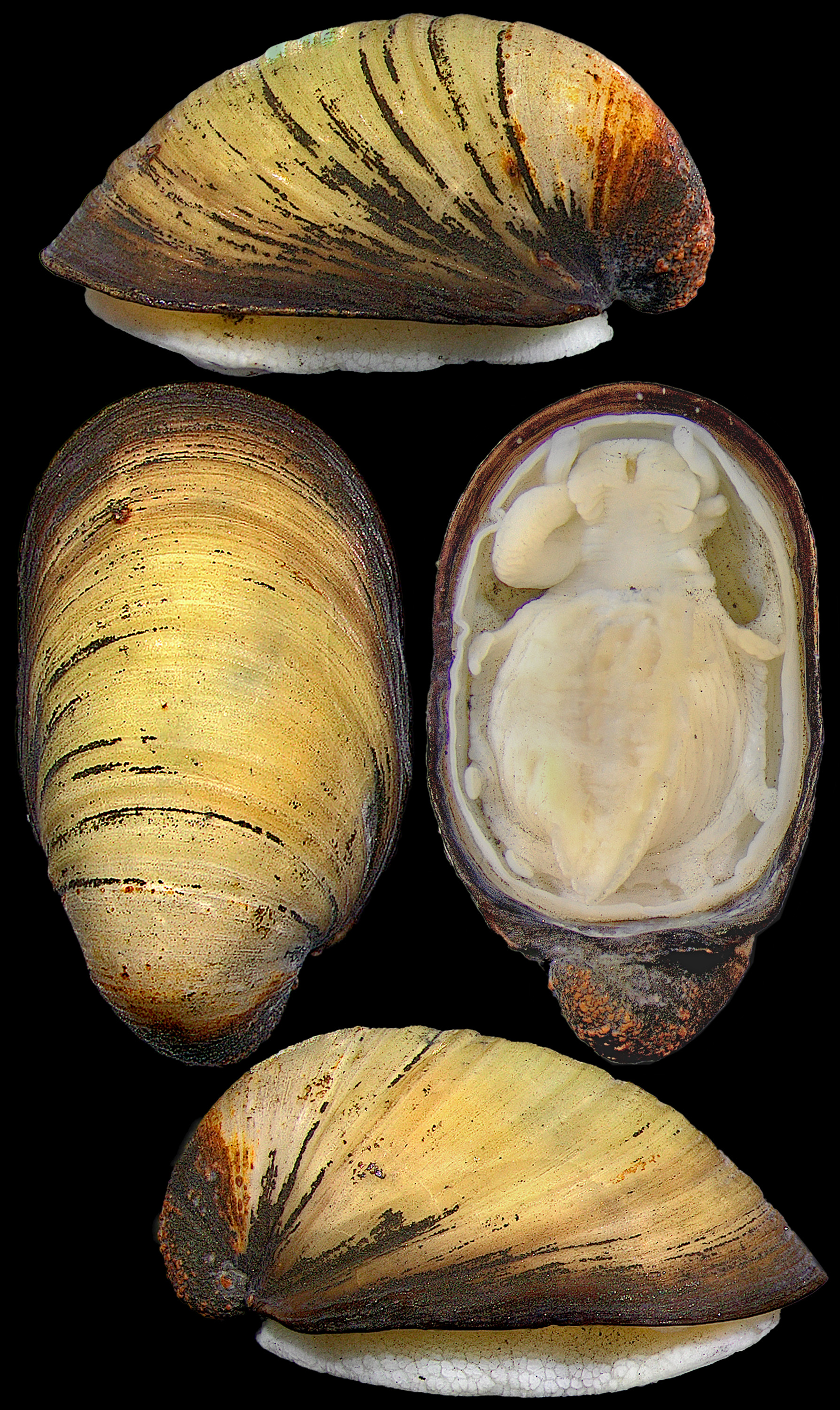 The Chong Chen Archives | Conchology