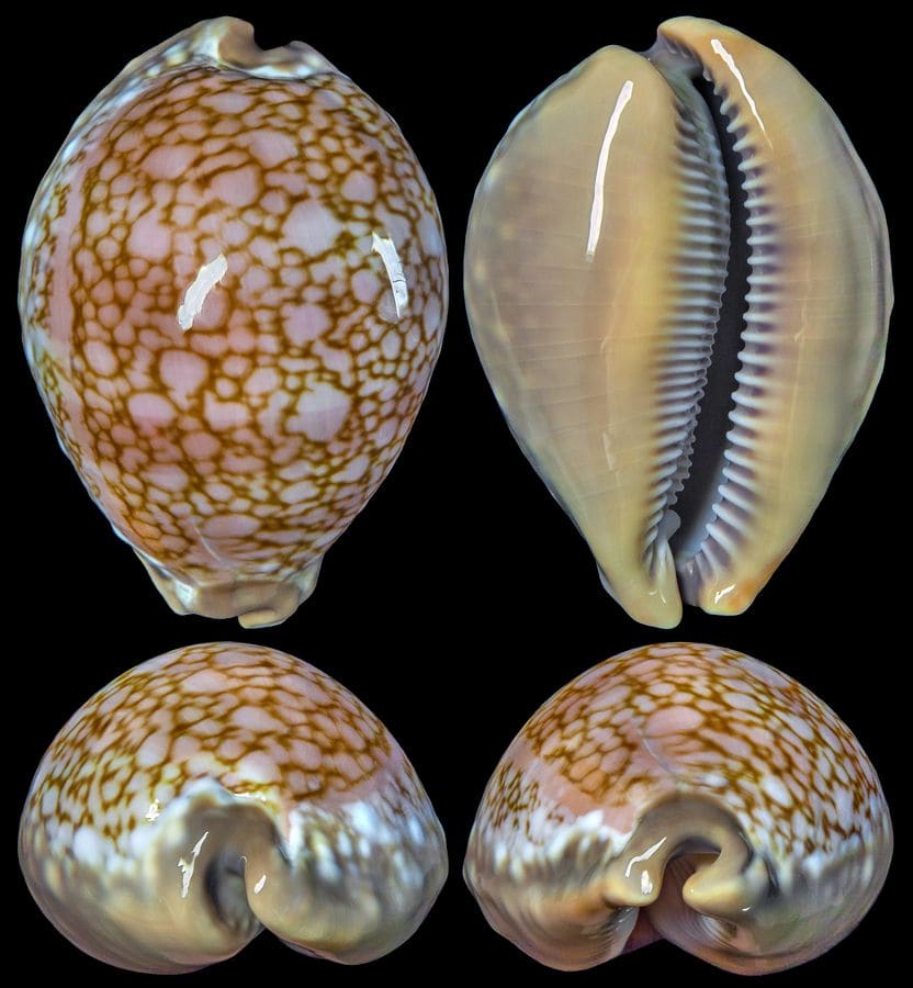The Chong Chen Archives | ConchologyCYPRAEIDAE