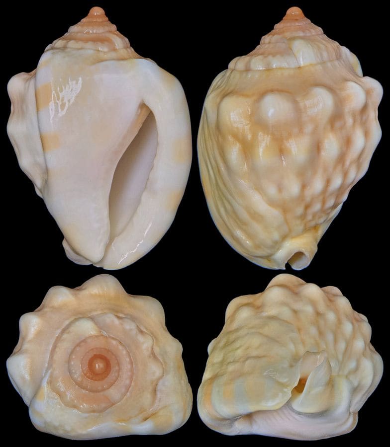 The Chong Chen Archives | Conchology