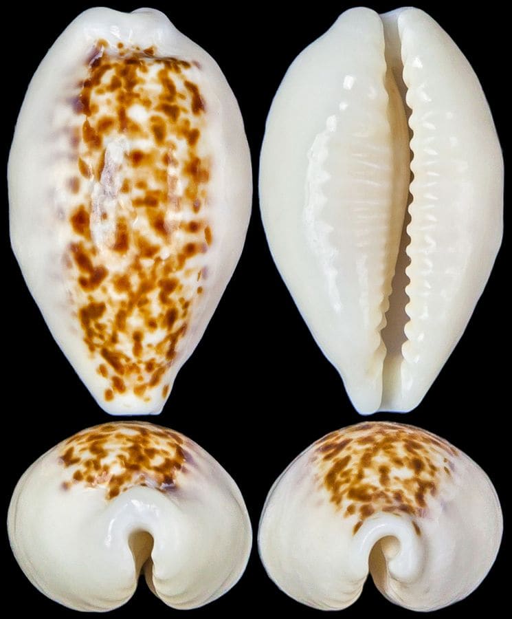 The Chong Chen Archives | Conchology