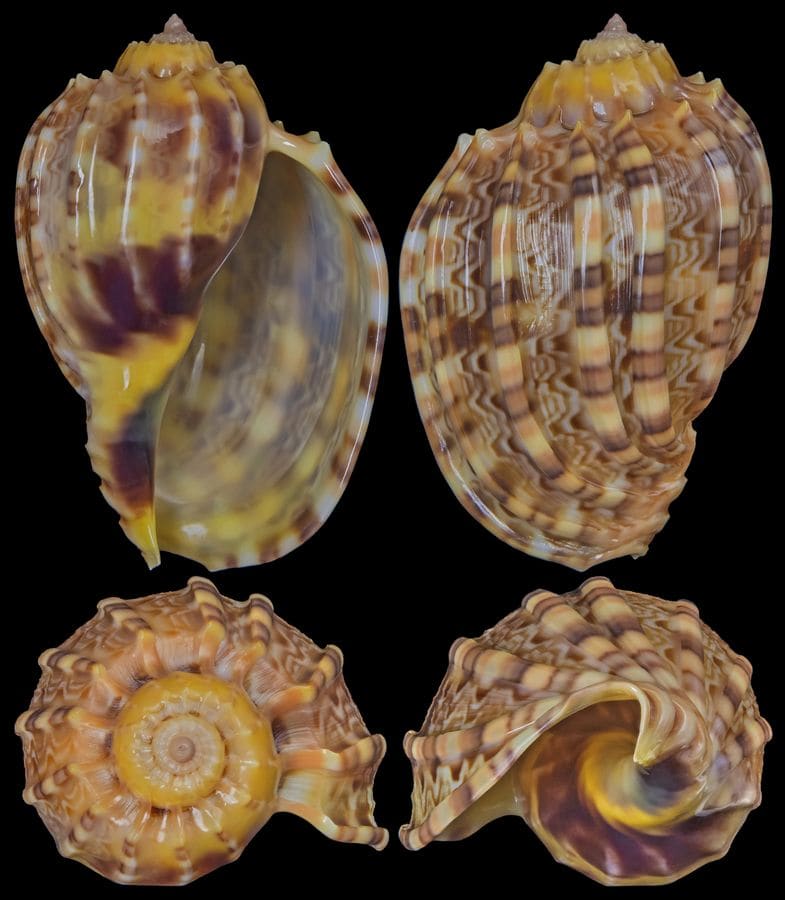 The Chong Chen Archives | Conchology