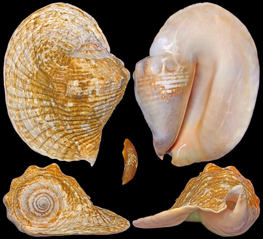 The Chong Chen Archives | ConchologySTROMBIDAE LOBATUS GOLIATH