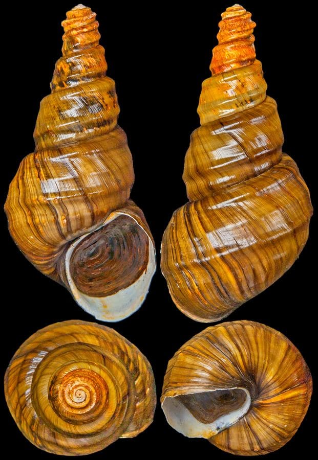 The Chong Chen Archives | Conchology