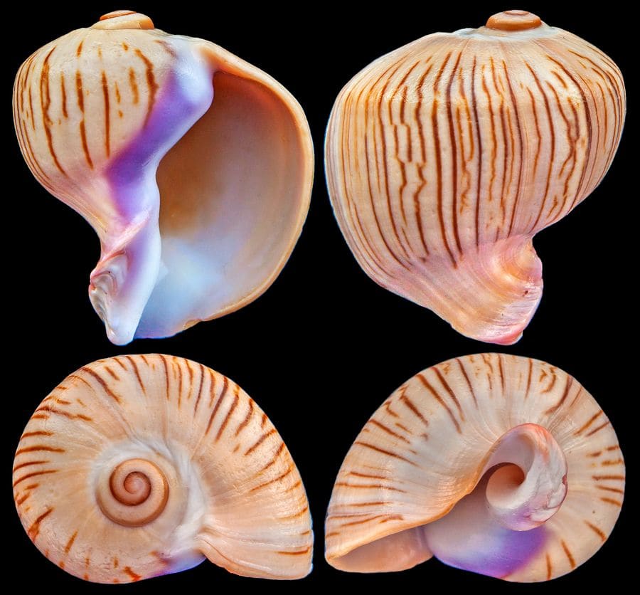 貝殻 Melapium Elatum 深海の形 The Chong Chen Archives | ConchologySTREPSIDURIDAE MELAPIUM ELATUM