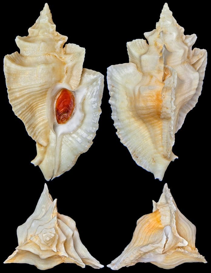 The Chong Chen Archives | ConchologyMURICIDAE