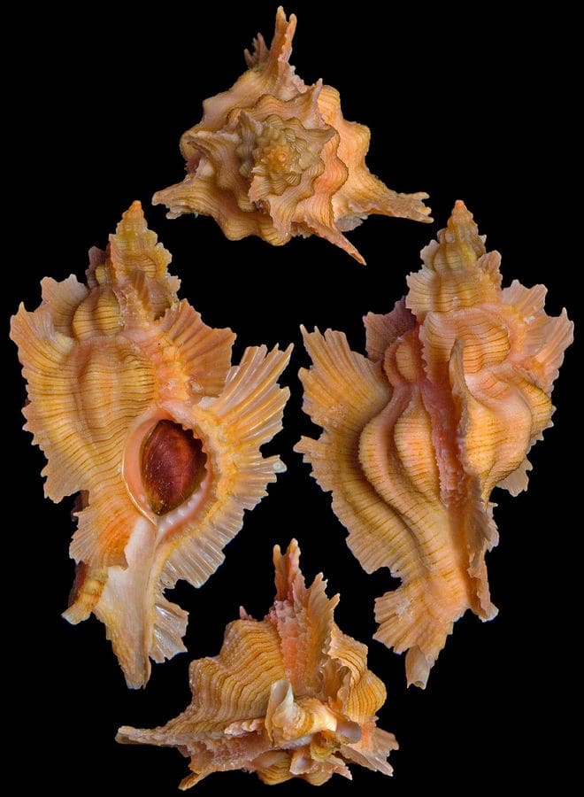 The Chong Chen Archives | ConchologyMURICIDAE
