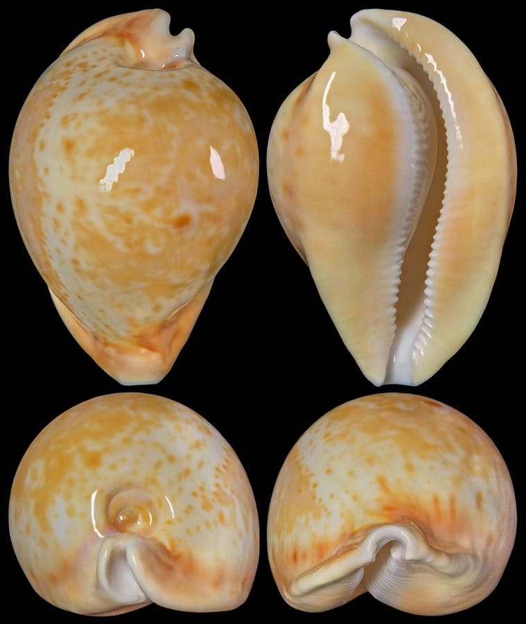 The Chong Chen Archives | ConchologyCYPRAEIDAE UMBILIA ARMENIACA