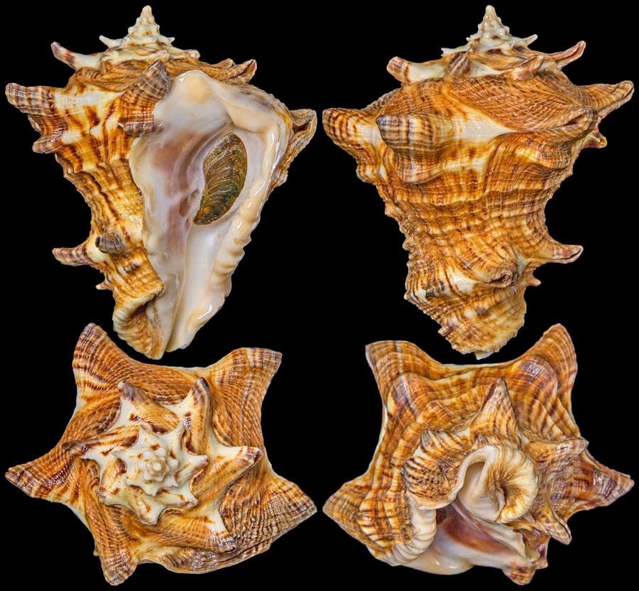 The Chong Chen Archives | Conchology