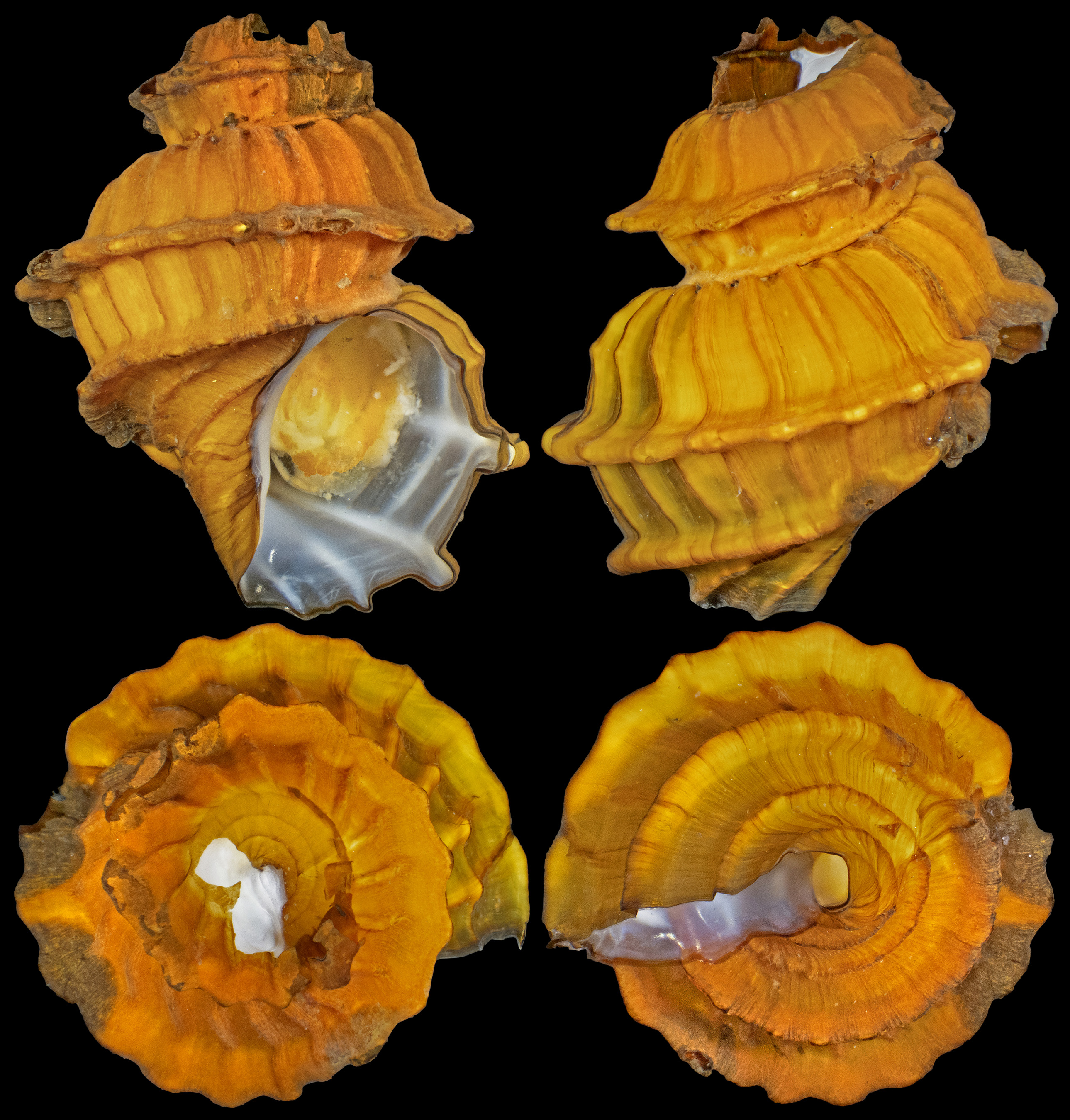 The Chong Chen Archives | Conchology