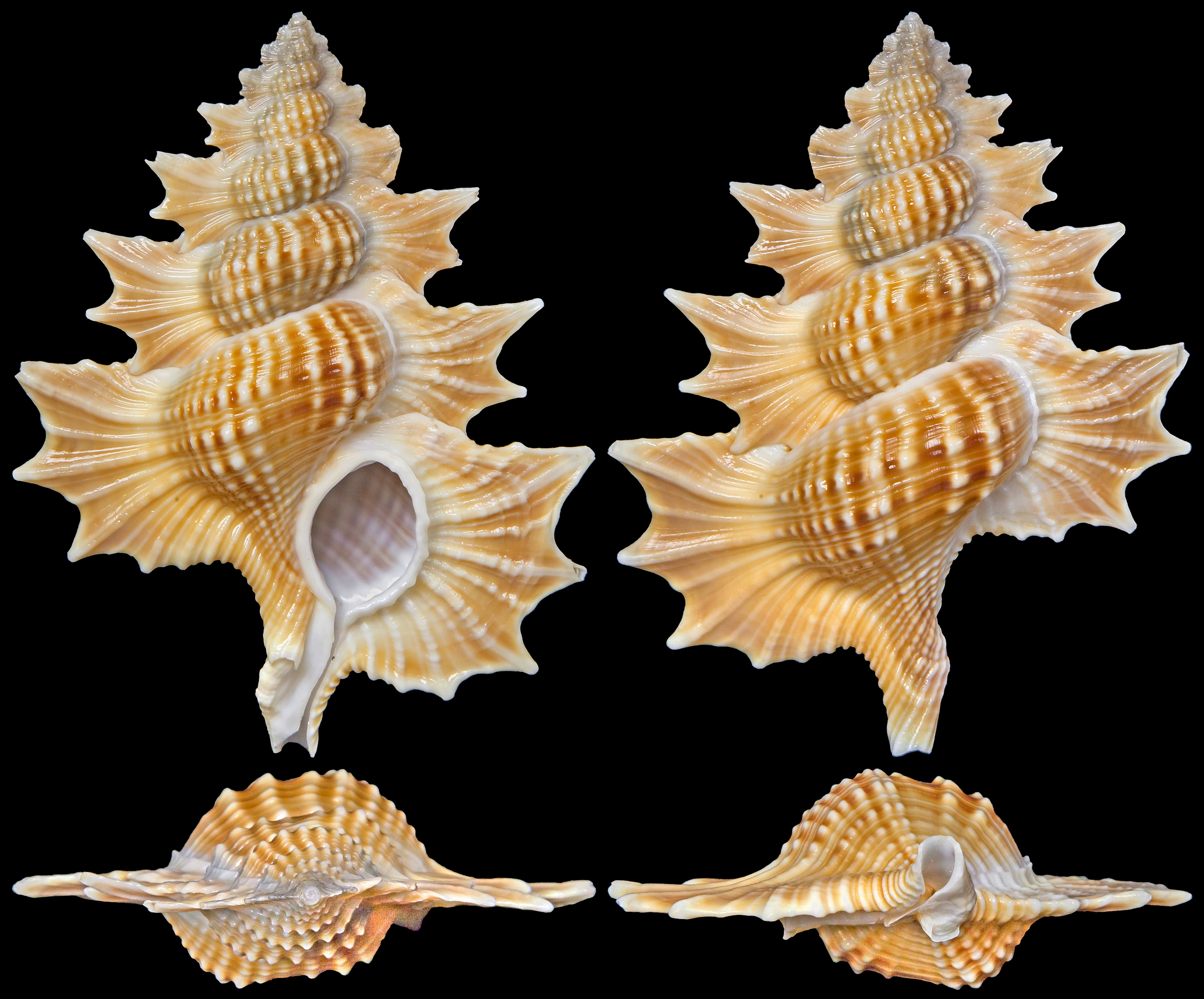 The Chong Chen Archives | ConchologyRANELLIDAE BIPLEX PERCA