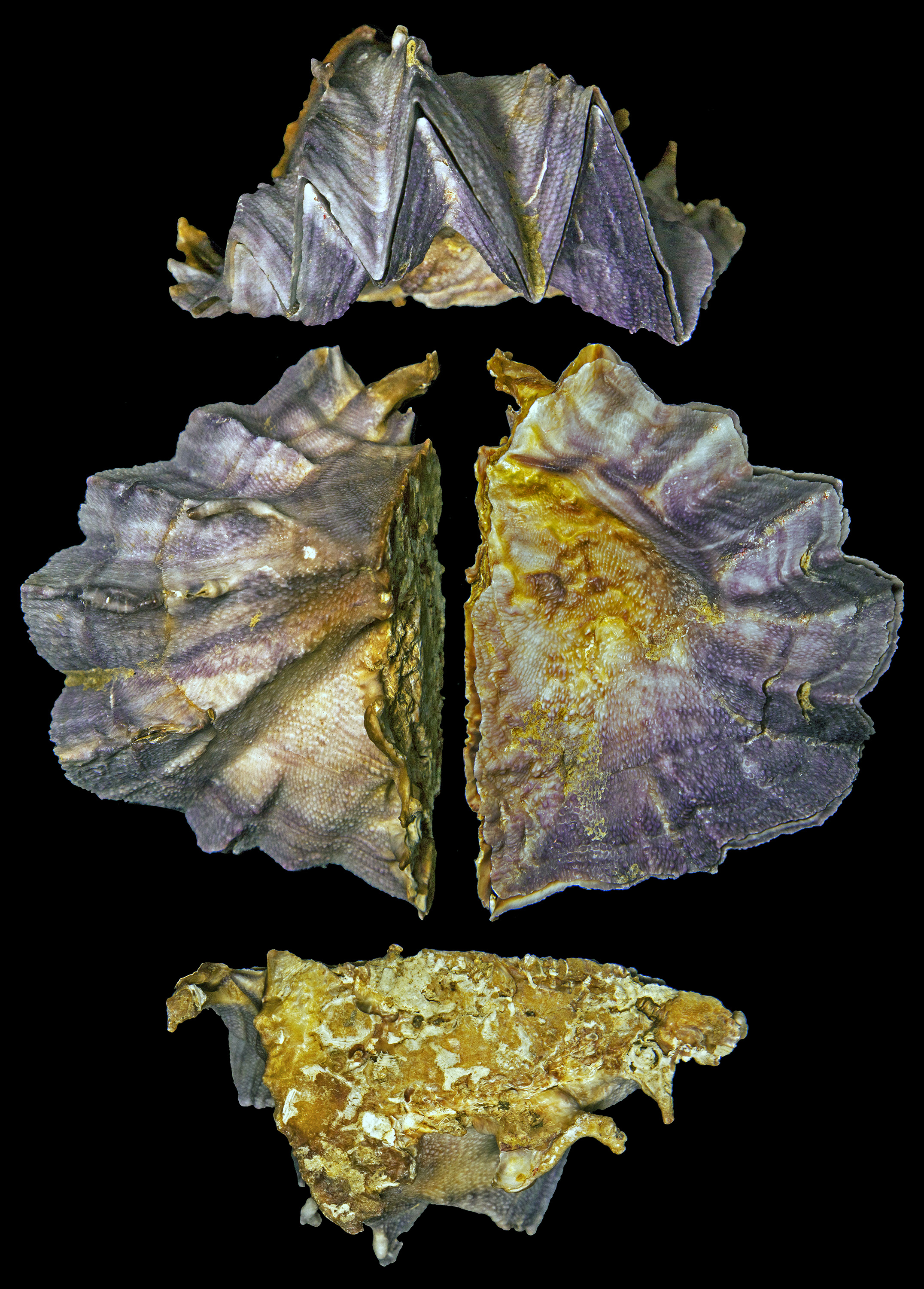 The Chong Chen Archives | Conchology