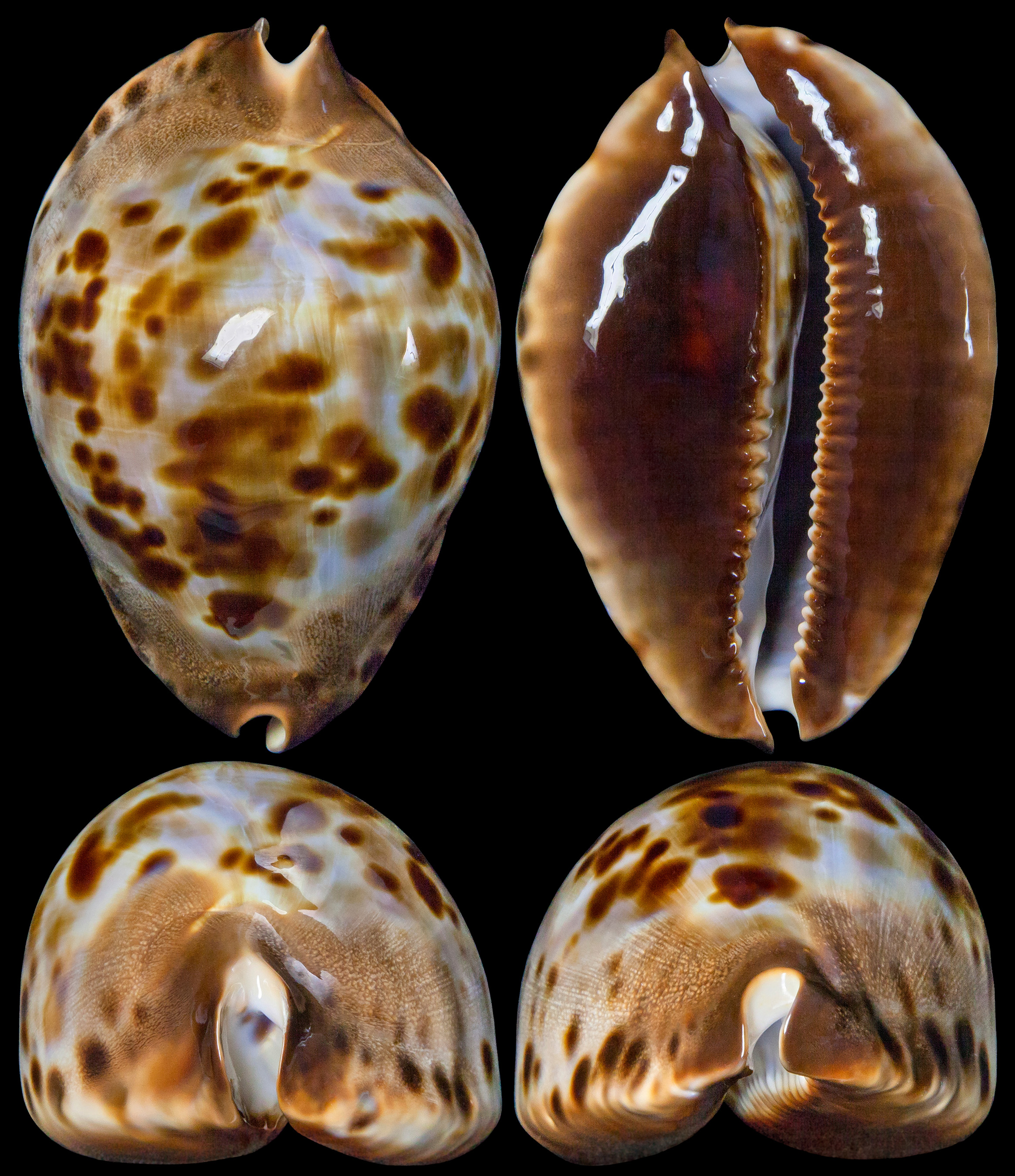 The Chong Chen Archives | ConchologyCYPRAEIDAE ZOILA JEANIANA