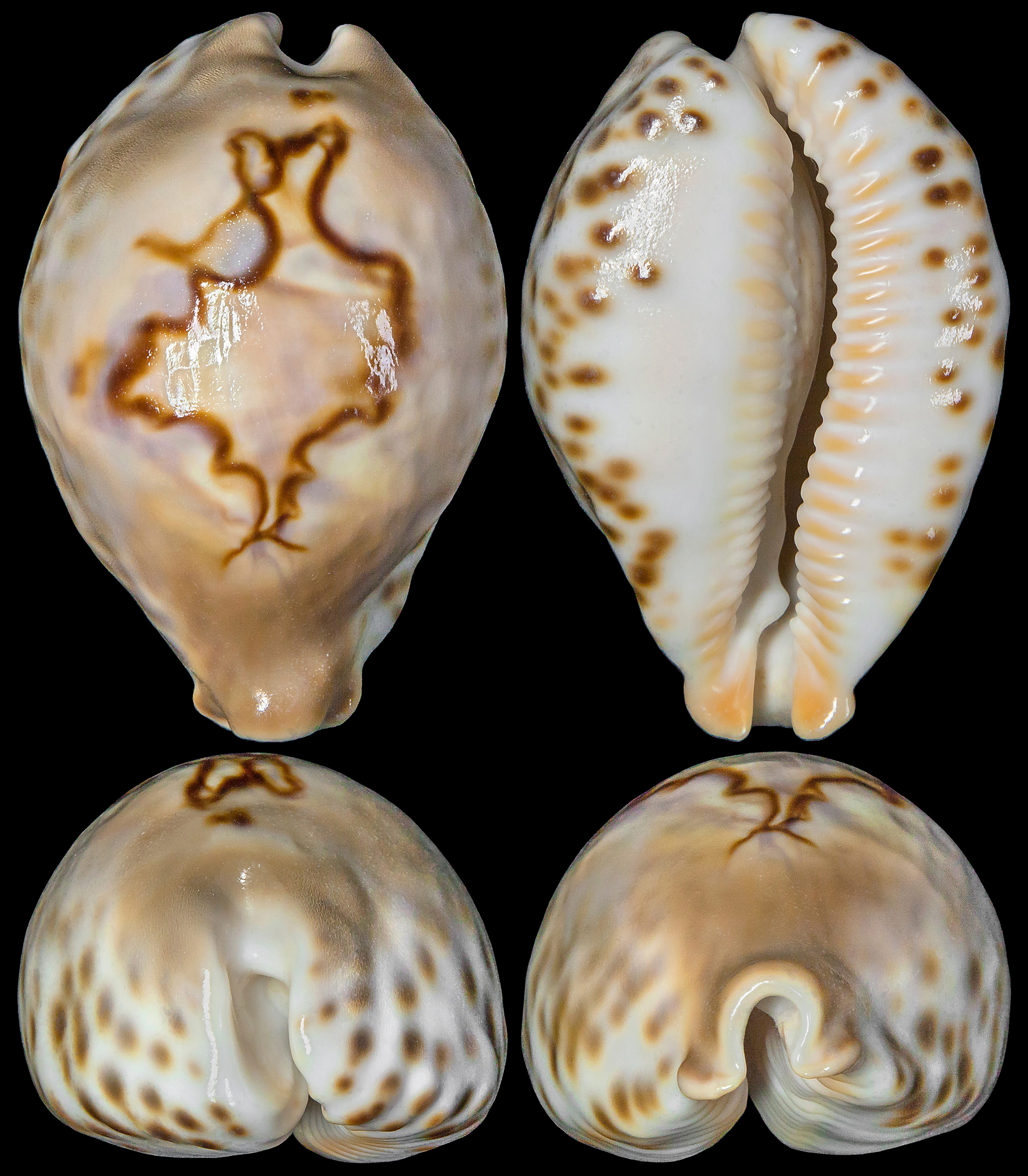 The Chong Chen Archives | ConchologyCYPRAEIDAE BARYCYPRAEA FULTONI